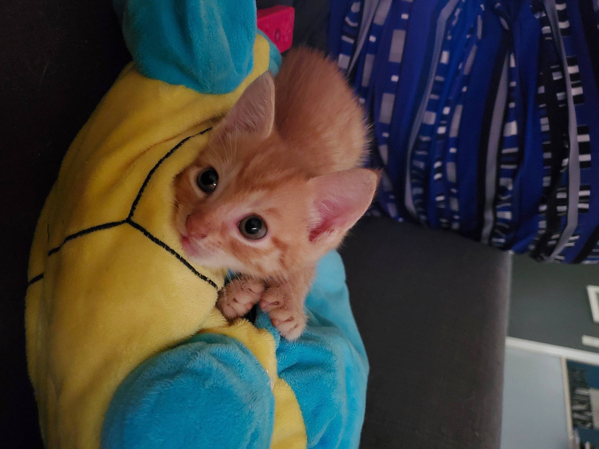 Chippy is registered to the contest to win money with this photo: baby, carnivore, cat, child, claw, comfort, domestic_short_haired_cat, electric_blue, fawn, felidae, fur, gesture, iris, paw, sleeve, small_to_medium_sized_cats, snout, whiskers