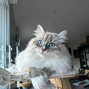 Moka a rejoint le concours — aidez-le/la à gagner de superbes lots ! animal, blue_eyes, cat, chair, cozy, domestic, ear, feline, fluffy, fur, home, indoor, nose, perch, pet, portrait, relaxed, table, whiskers, window