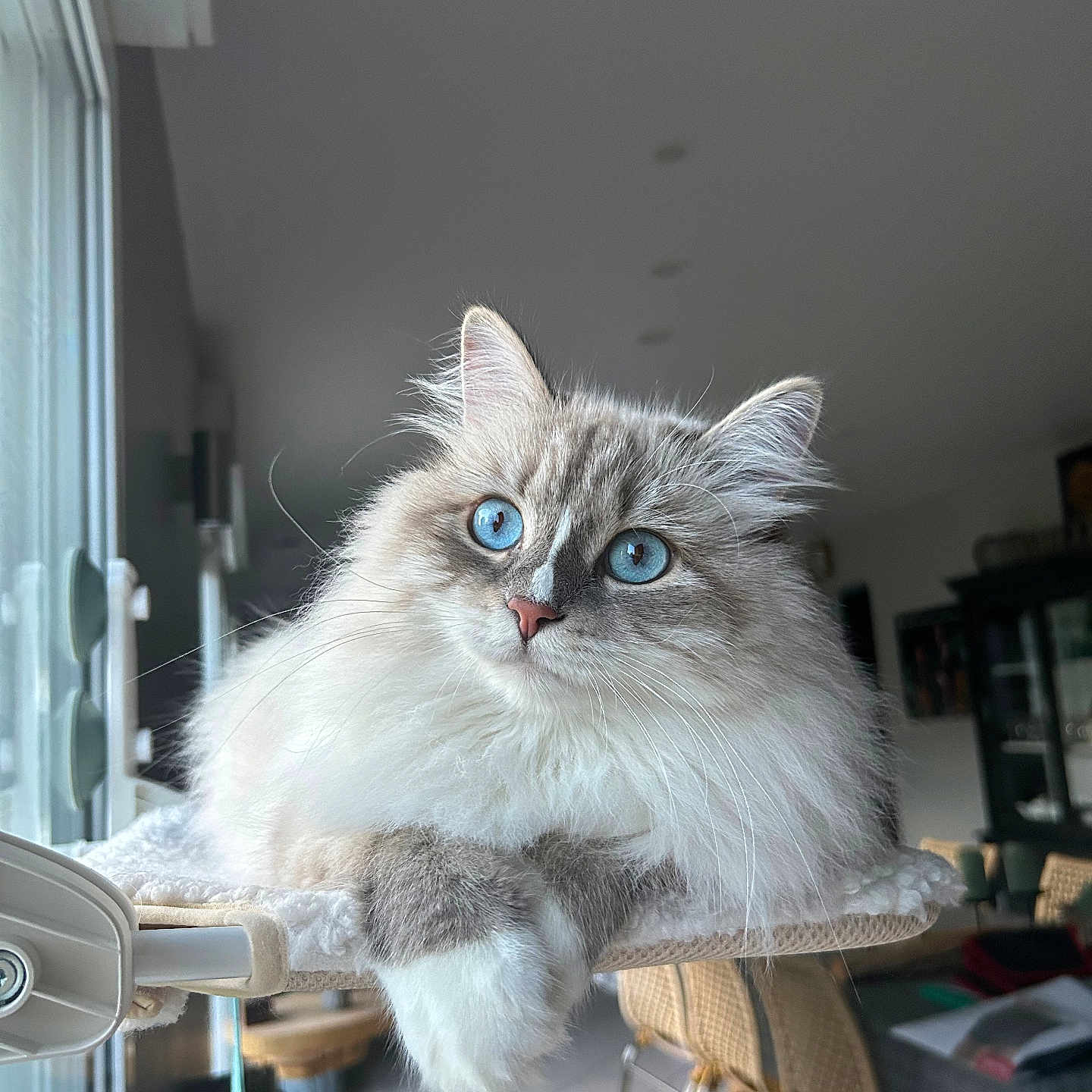 Moka