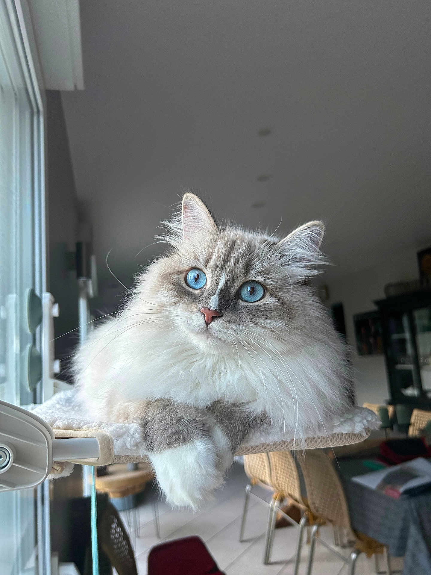 Moka