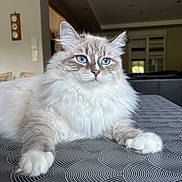 Moka participe au concours pour gagner de l'argent avec cette photo : cat, fluffy, blue_eyes, table, indoor, patterned_tablecloth, relaxed, pet, feline, closeup, whiskers, domestic_cat, front_paws, focused, calm, soft_fur, house, living_room, light, portrait