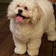 Willow joined the competition — help win amazing prizes! dog, white_dog, curly_fur, pet, indoor, wooden_floor, tongue_out, happy, cute, small_dog, fluffy, animal, companion, domestic_animal, standing, friendly, canine, fur, alert, playful