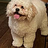 dog, white_dog, curly_fur, pet, indoor, wooden_floor, tongue_out, happy, cute, small_dog, fluffy, animal, companion, domestic_animal, standing, friendly, canine, fur, alert, playful
