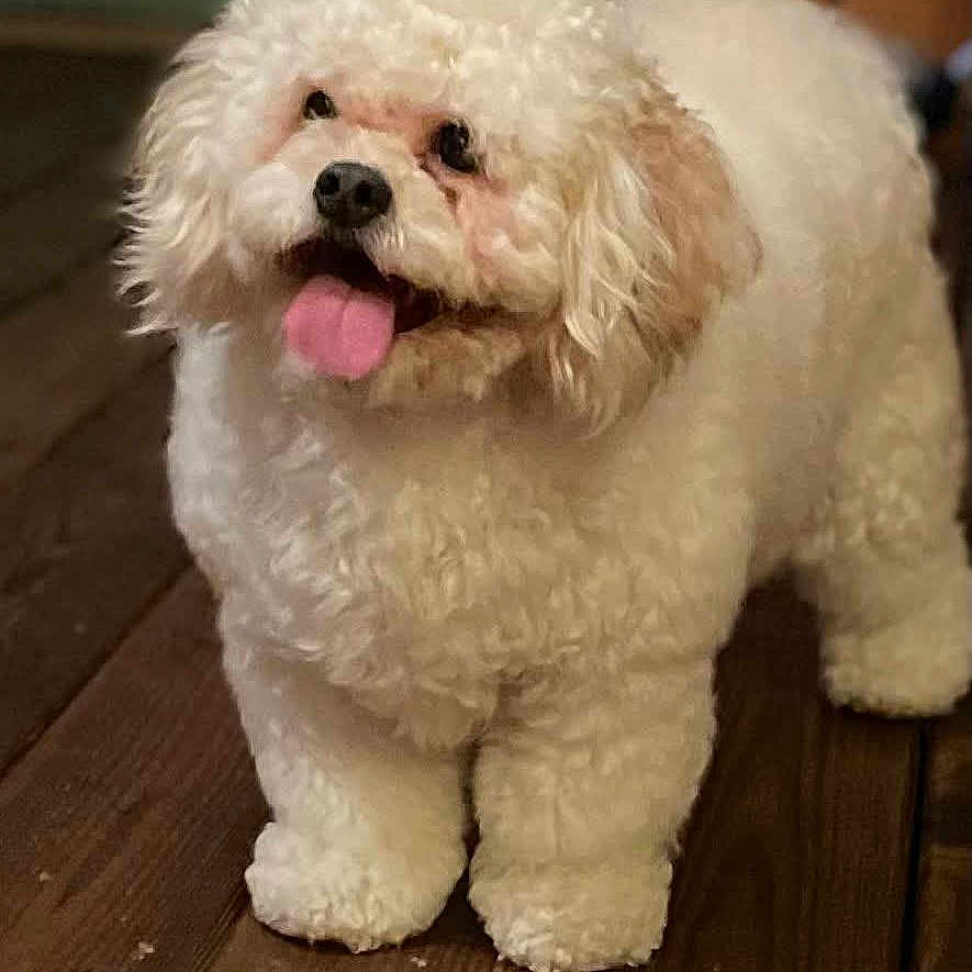 Willow joined the competition — help win amazing prizes! dog, white_dog, curly_fur, pet, indoor, wooden_floor, tongue_out, happy, cute, small_dog, fluffy, animal, companion, domestic_animal, standing, friendly, canine, fur, alert, playful