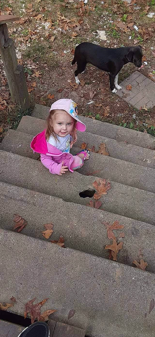 Paisley joined the competition — help win amazing prizes! asphalt, city, companion_dog, concrete, dog, fun, grass, head, leisure, magenta, person, pink, plant, recreation, road_surface, sidewalk, sitting, tail, toddler, tree