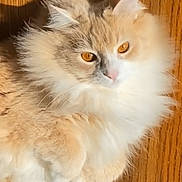 Kiki is registered to the contest to win money with this photo: cat, fluffy, cream_color, white, pet, animal, floor, wooden_floor, sunlight, relaxed, cute, feline, indoor, closeup, whiskers, ears, eyes, fur, domestic_cat, resting