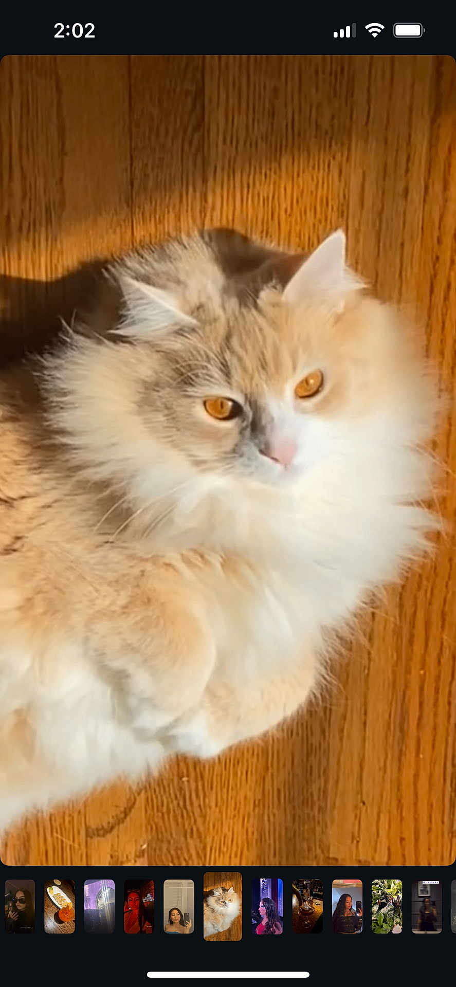 Kiki is registered to the contest to win money with this photo: cat, fluffy, cream_color, white, pet, animal, floor, wooden_floor, sunlight, relaxed, cute, feline, indoor, closeup, whiskers, ears, eyes, fur, domestic_cat, resting