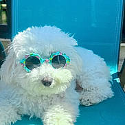 Joy joined the competition — help win amazing prizes! dog, small_dog, white_fur, fluffy, sunglasses, floral_sunglasses, turquoise_chair, pet, outdoor, summer, relaxed, paw, nose, closeup, portrait, accessory, sunlight, shade, cute, cozy