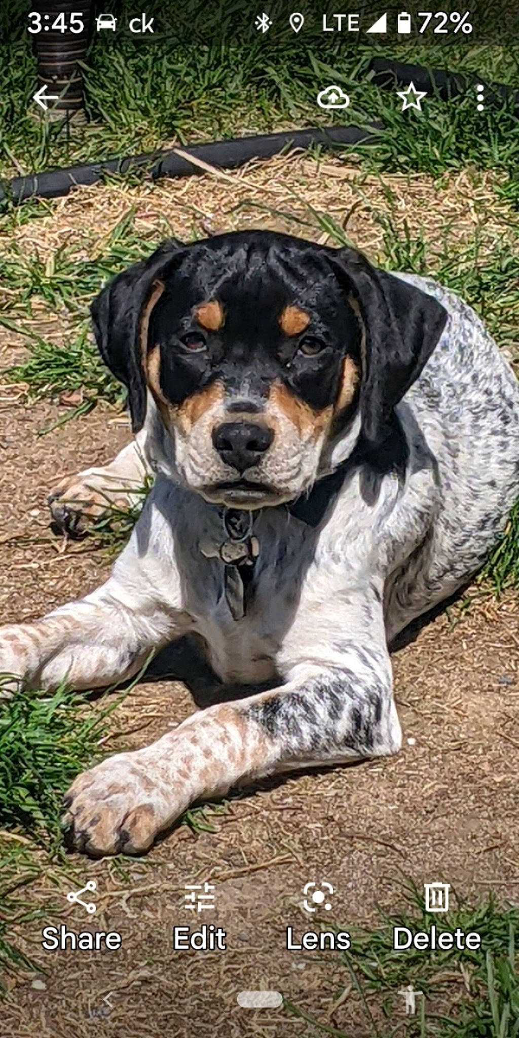 Monte joined the competition — help win amazing prizes! canidae, carnivore, companion_dog, dog, dog_breed, fawn, grass, hunting_dog, plant, rock, sitting, snout, soil, sporting_group, terrestrial_animal, whiskers, working_animal, working_dog