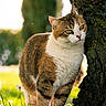 Secotine a rejoint le concours — aidez-le/la à gagner de superbes lots ! cat, animal, tree, nature, outdoor, sunlight, grass, greenery, dandelion, fur, moss, mammal, pet, cute, whiskers, portrait, daylight, closeup, peaceful, wildlife