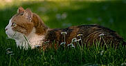 Secotine participe au concours pour gagner de l'argent avec cette photo : cat, grass, flowers, outdoor, nature, animal, pet, greenery, calm, sunlight, spring, closeup, fur, whiskers, profile, mammal, garden, daylight, resting, field