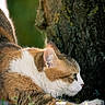 cat, animal, feline, grass, tree_trunk, moss, flower, nature, outdoor, sunlight, whiskers, paw, greenery, closeup, pet, profile, stretching, fur, calm, wildlife