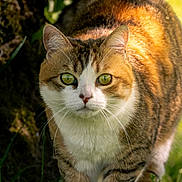 Secotine participe au concours pour gagner de l'argent avec cette photo : cat, tabby, green_eyes, fur, whiskers, nature, outdoor, tree, grass, sunlight, animal, mammal, pet, close_up, wildlife, curious, portrait, walking, daylight, background_blur