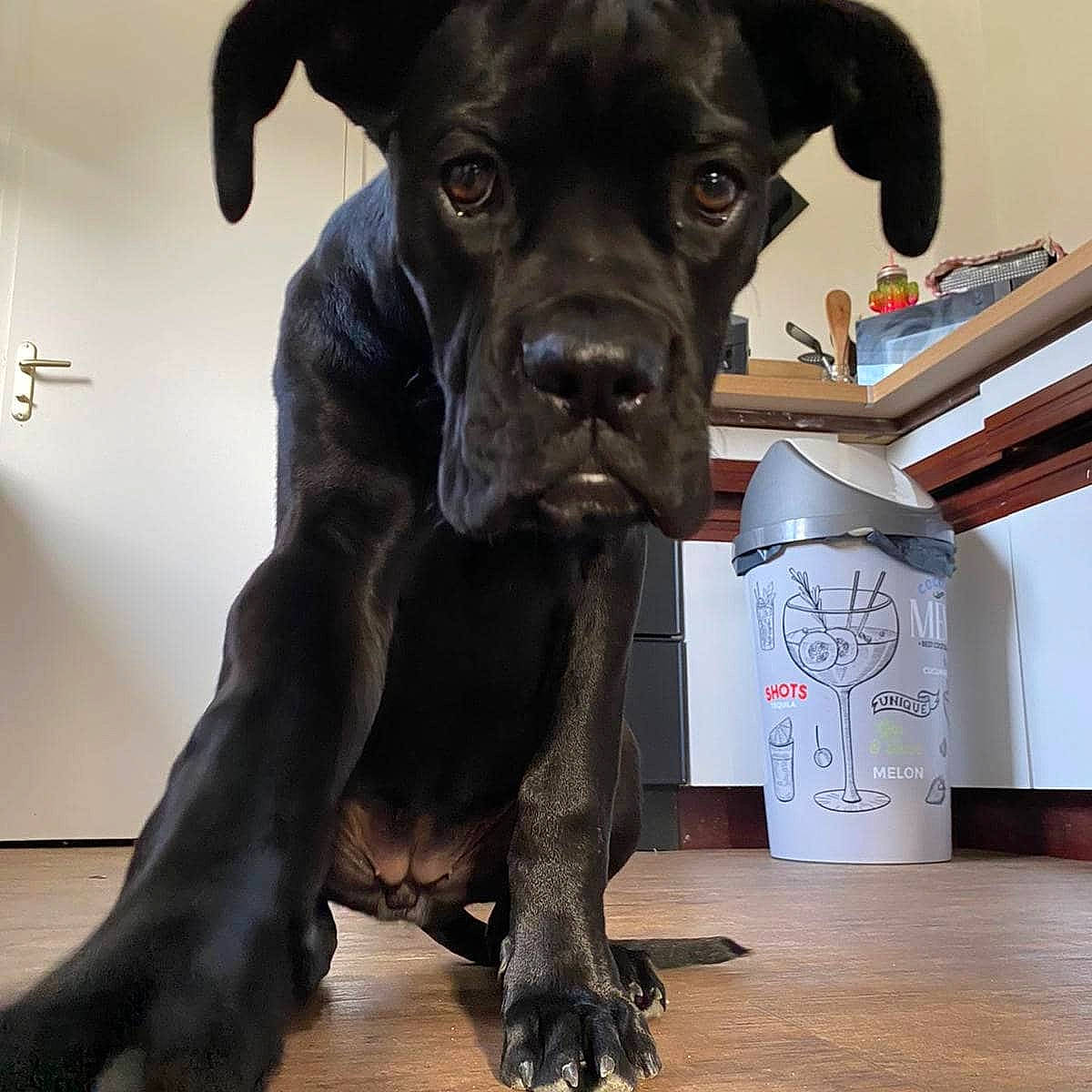 Saba participe au concours pour gagner de l'argent avec cette photo : book, boxer, canidae, carnivore, companion_dog, dog, dog_breed, dog_collar, fawn, fur, liver, non_sporting_group, publication, snout, sporting_group, terrestrial_animal, whiskers, working_animal, wrinkle