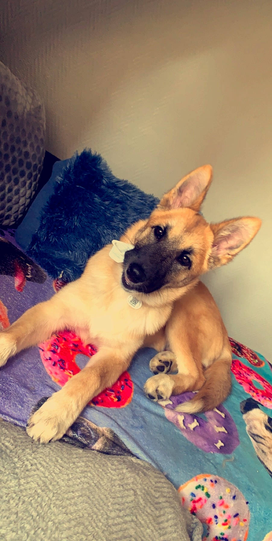 Pumba a rejoint le concours — aidez-le/la à gagner de superbes lots ! black_mouth_cur, canidae, carnivore, dog, dog_breed, fawn, german_shepherd_dog, mammal, puppy, snout, vertebrate