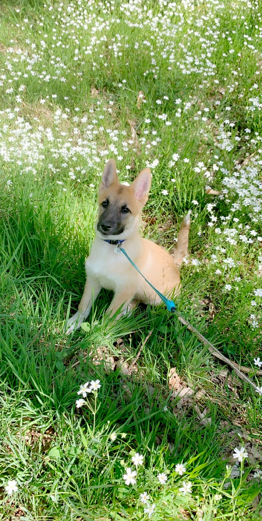 Pumba participe au concours pour gagner de l'argent avec cette photo : canidae, carnivore, carolina_dog, dog, dog_breed, fawn, grass, mammal, norwegian_buhund, norwegian_lundehund, plant, puppy, vertebrate