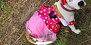 Mini Moo joined the competition — help win amazing prizes! animal, barefoot, bow, brown, casual, costume, cute, dirt, dog, dress, grass, headband, heterochromia, human_hand, looking_up, outdoor, pet, pink, sitting, white