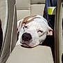 Mini Moo joined the competition — help win amazing prizes! animal, beige, brown_fur, canine, car, center_console, daylight, dog, domestic_animal, fur, interior, leather_seat, pet, portrait, relaxed, resting, seat, sunlight, vehicle, white_fur
