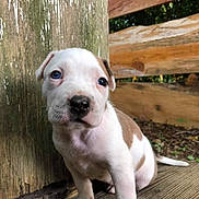 Mini Moo is registered to the contest to win money with this photo: animal, blue_eye, brown_spots, closeup, curious, cute, daylight, dog, heterochromia, nature, outdoor, pet, portrait, puppy, sitting, white, wooden_deck, wooden_post, young, young_dog