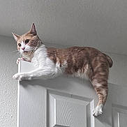 Gizmo is registered to the contest to win money with this photo: acrobatic, animal, cat, climbing, door, ears, feline, funny, hanging, home, indoors, lying_down, orange_and_white, paws, pet, portrait, striped_fur, tail, whiskers, white_fur