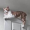 acrobatic, animal, cat, climbing, door, ears, feline, funny, hanging, home, indoors, lying_down, orange_and_white, paws, pet, portrait, striped_fur, tail, whiskers, white_fur