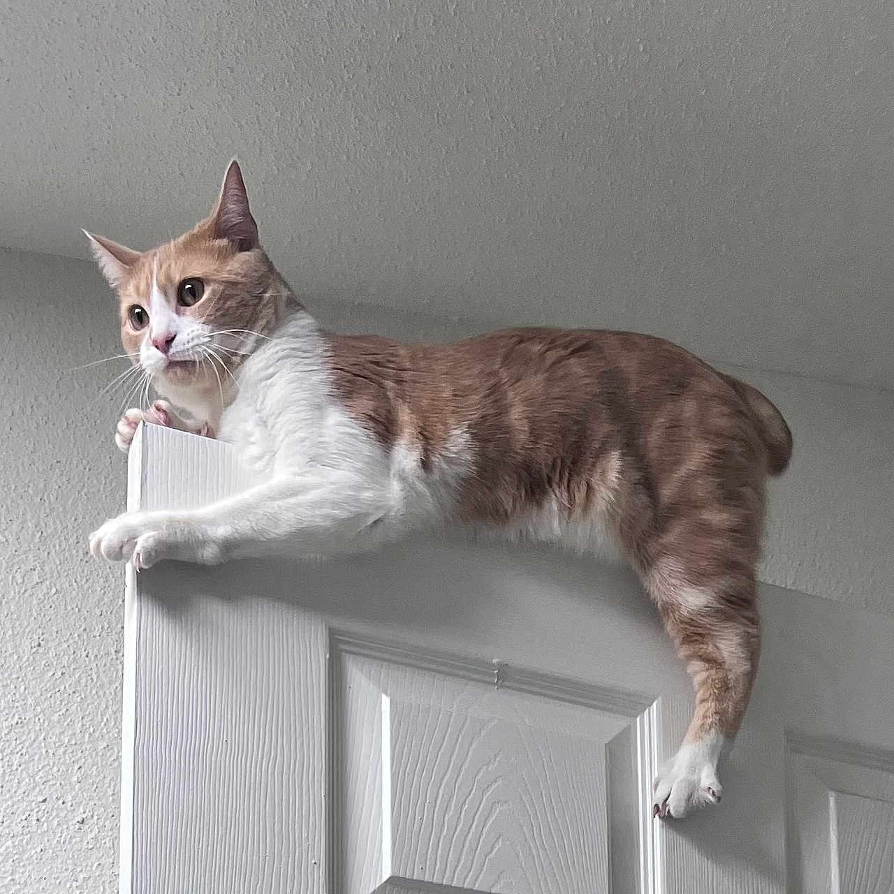 Gizmo