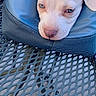 puppy, dog, white_dog, blue_eyes, cushion, blue_cushion, metal_table, outdoor, pet, sleepy, resting, head, close_up, animal, young_dog, adorable, cute, table, mesh, calm