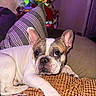 animal, blanket, christmas_tree, companion, couch, cozy, cute, decorations, dog, ears, face, french_bulldog, fur, holiday_lights, home, indoor, paw, pet, pillow, relaxed