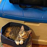 Kookie is registered to the contest to win money with this photo: cat, tabby_cat, pet, animal, feline, basket, fabric, paws, indoor, cushion, floral_pattern, wooden_floor, container, bag, curious, looking_up, domestic, resting, cozy, home