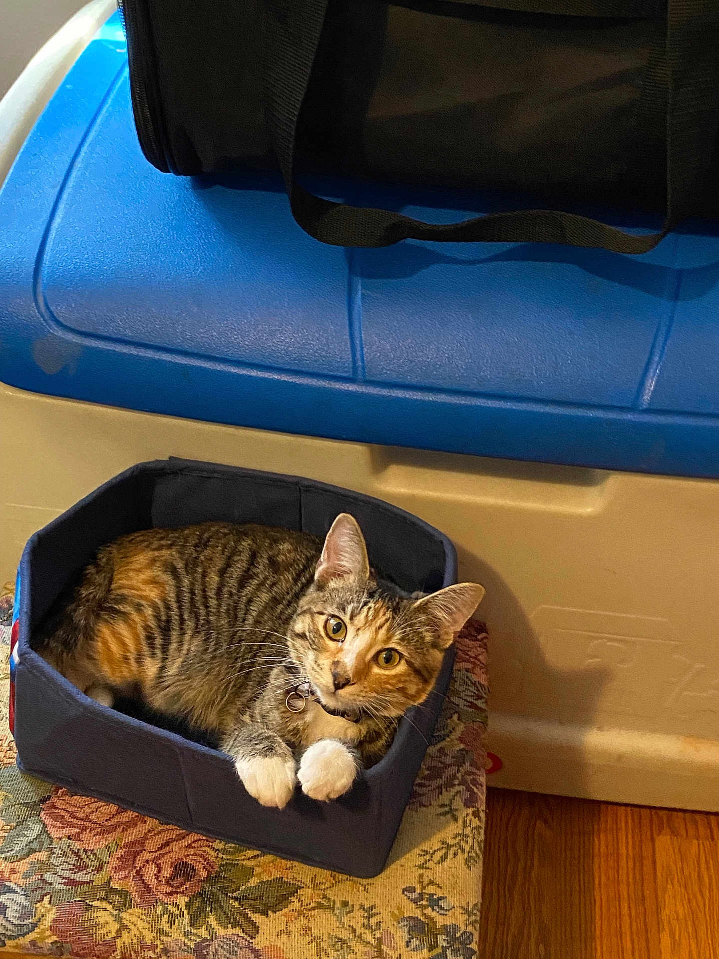 Kookie is registered to the contest to win money with this photo: cat, tabby_cat, pet, animal, feline, basket, fabric, paws, indoor, cushion, floral_pattern, wooden_floor, container, bag, curious, looking_up, domestic, resting, cozy, home