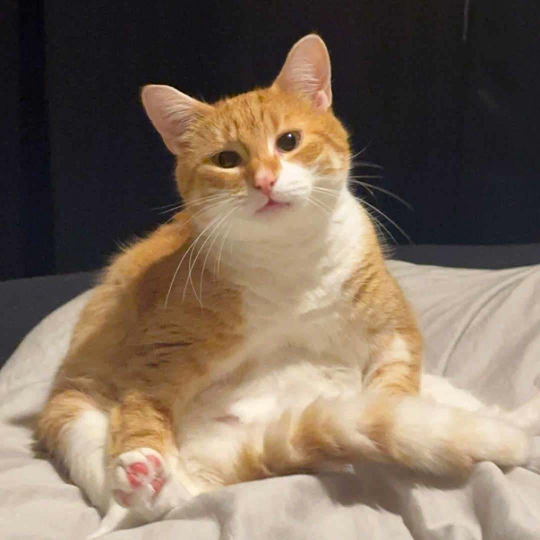 Gateto participe au concours pour gagner de l'argent avec cette photo : abyssinian, angora, animal, bed, bedroom, blanket, cat, cushion, furniture, homedecor, indoors, kitten, manx, person, pet, quilt, room, sleeping, white, wood