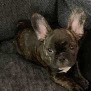 Gino is registered to the contest to win money with this photo: french_bulldog, dog, puppy, pet, brindle, couch, sofa, indoor, ears, paws, fur, closeup, portrait, looking_at_camera, resting, cute, small_dog, upholstery, home, sleepy