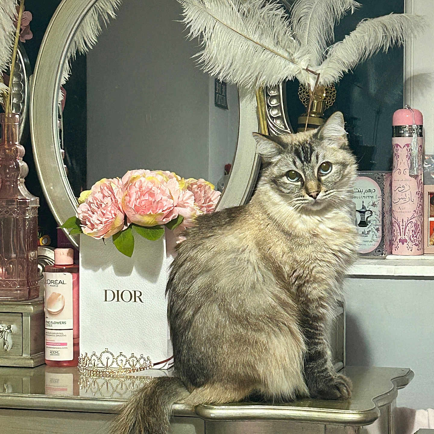Rudi is registered to the contest to win money with this photo: cat, decor, dior_bag, feathers, feline, flowers, fluffy, furniture, indoor, luxury, mirror, ornate, perfume, pet, pink, reflection, sitting, still_life, vanity_table, vintage