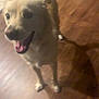 Sadie is registered to the contest to win money with this photo: dog, indoor, wooden_floor, pet, canine, happy, blurry, tail, mouth_open, fur, animal, floor, home, domestic, standing, excited, walking, light, shadow, background