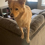 Sadie is registered to the contest to win money with this photo: dog, living_room, couch, furniture, window, painting, pet, indoor, curious, golden, fur, animal, home, cozy, daylight, blinds, wood_floor, ears, nose, paws