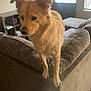 dog, living_room, couch, furniture, window, painting, pet, indoor, curious, golden, fur, animal, home, cozy, daylight, blinds, wood_floor, ears, nose, paws