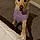 Sadie