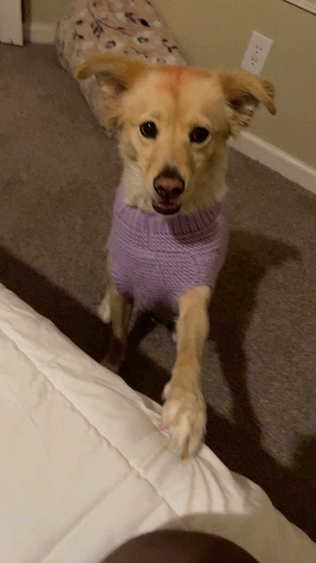 Sadie joined the competition — help win amazing prizes! dog, pet, indoor, carpet, bed, comforter, purple_sweater, paw, canine, looking_up, cute, animal, mammal, ears, nose, furry, friendly, home, light_brown, expression