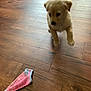 Sadie joined the competition — help win amazing prizes! puppy, dog, floor, wooden_floor, sock, indoor, pet, animal, cute, small_dog, walking, blurred, brown, fur, toy, household, playful, young_dog, domestic_animal, pet_toy