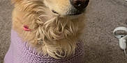 Sadie joined the competition — help win amazing prizes! dog, golden_fur, knitted_sweater, lavender, carpet, indoor, pet, animal, cute, fur, ears, sitting, attentive, calm, collar, home, cozy, portrait, canine, companion
