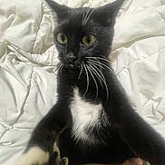 Kat is registered to the contest to win money with this photo: cat, black_and_white, whiskers, yellow_eyes, pet, animal, fur, ears, paws, blanket, indoor, closeup, curious, feline, mammal, domestic, soft, white_background, bed, resting