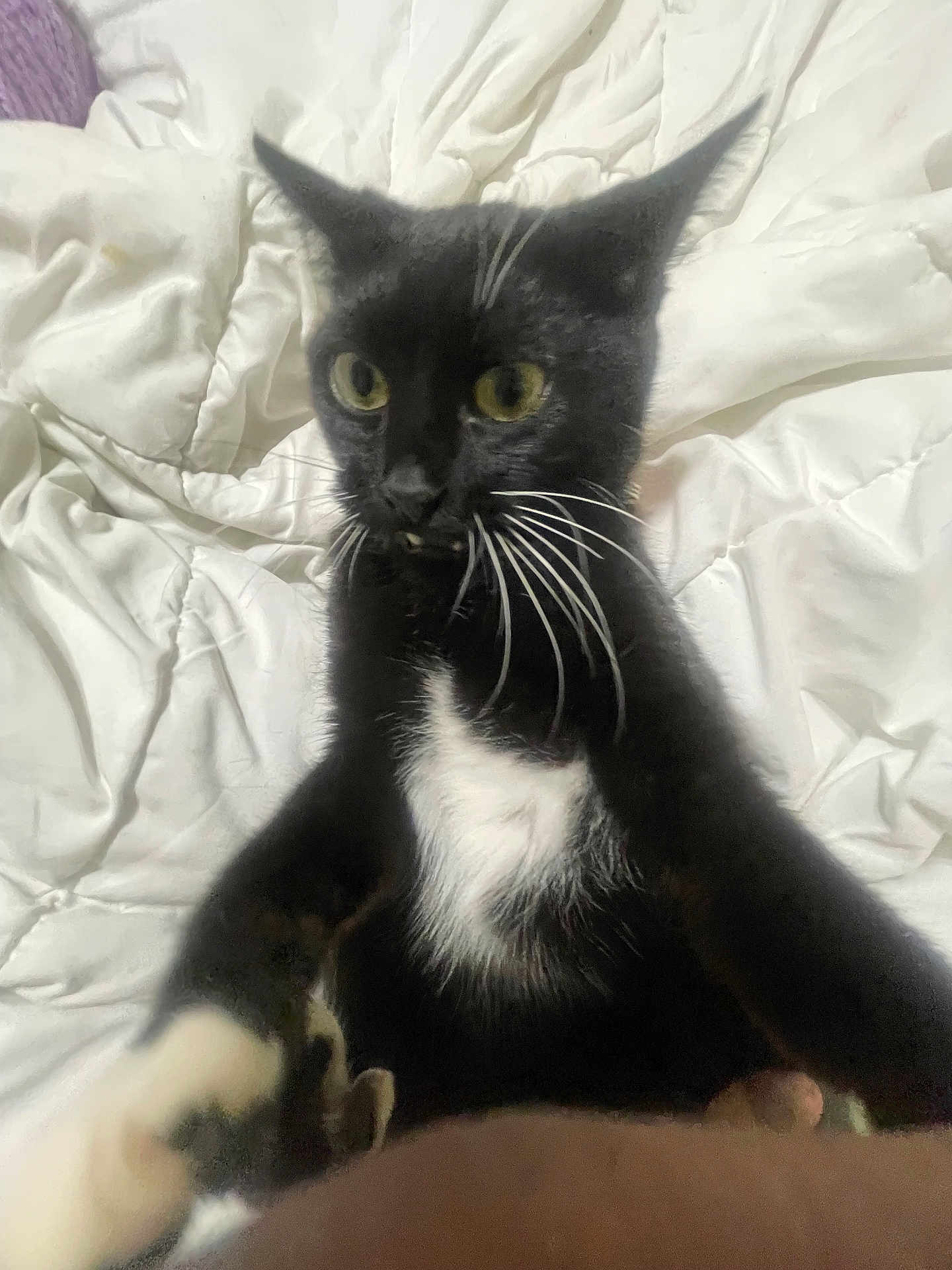 Kat