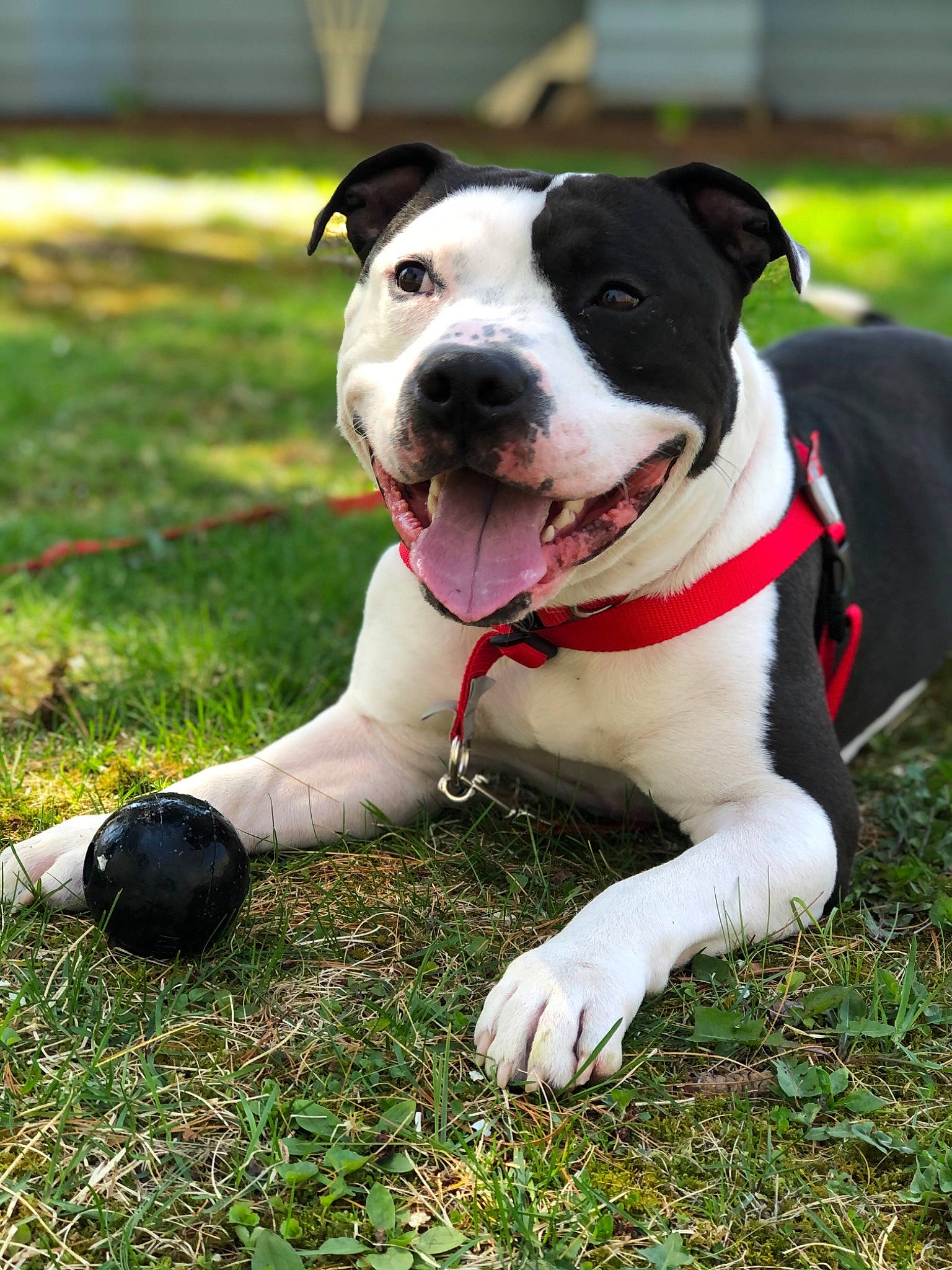 Gino joined the competition — help win amazing prizes! canidae, carnivore, collar, companion_dog, dog, dog_breed, dog_collar, dog_supply, fashion_accessory, fawn, grass, leash, non_sporting_group, pet_supply, plant, snout, sporting_group, window, working_animal, working_dog