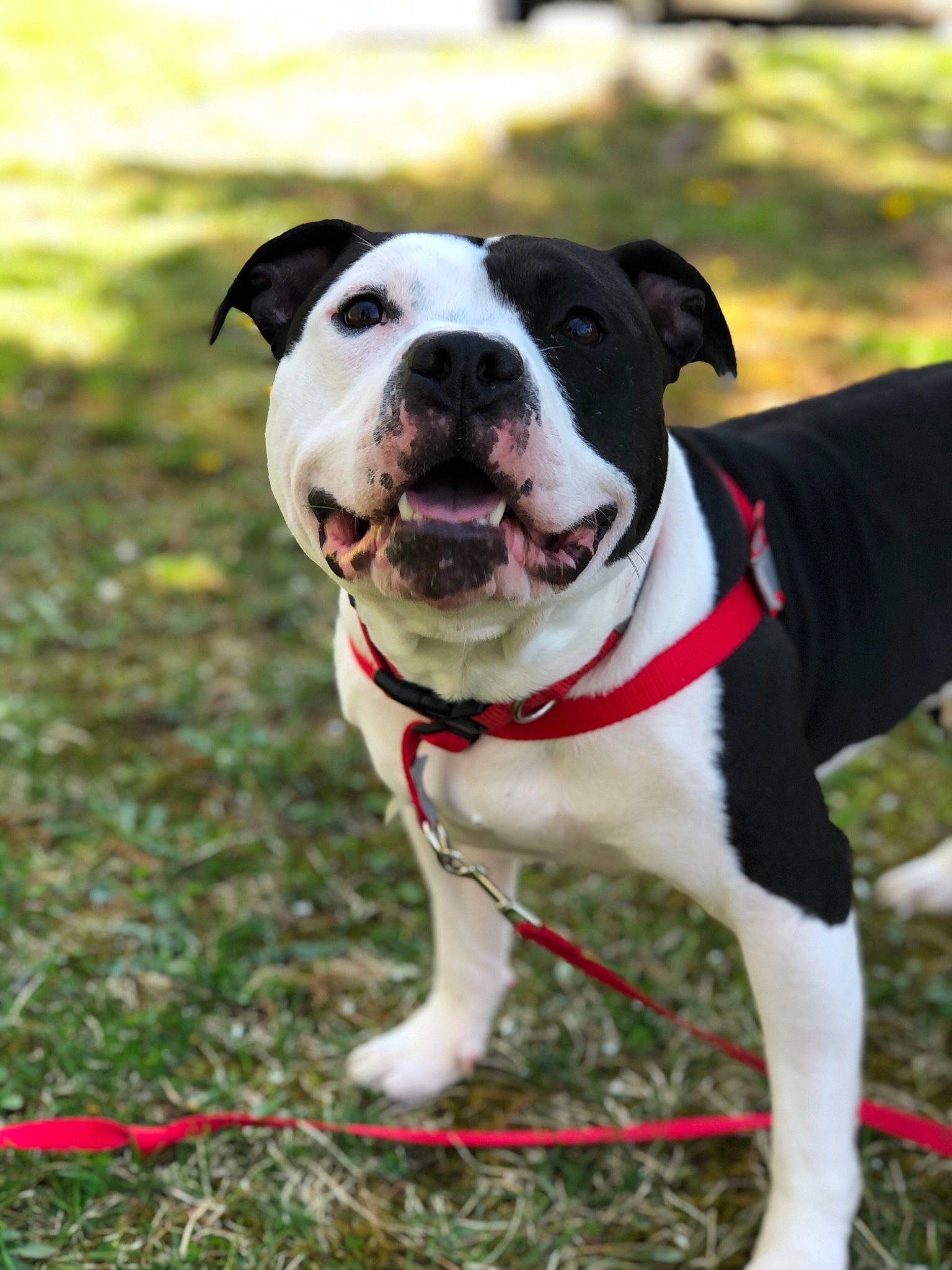 Gino joined the competition — help win amazing prizes! canidae, carnivore, collar, companion_dog, dog, dog_breed, dog_collar, dog_supply, fashion_accessory, fawn, grass, leash, non_sporting_group, pet_supply, plant, snout, sporting_group, tail, working_animal, working_dog