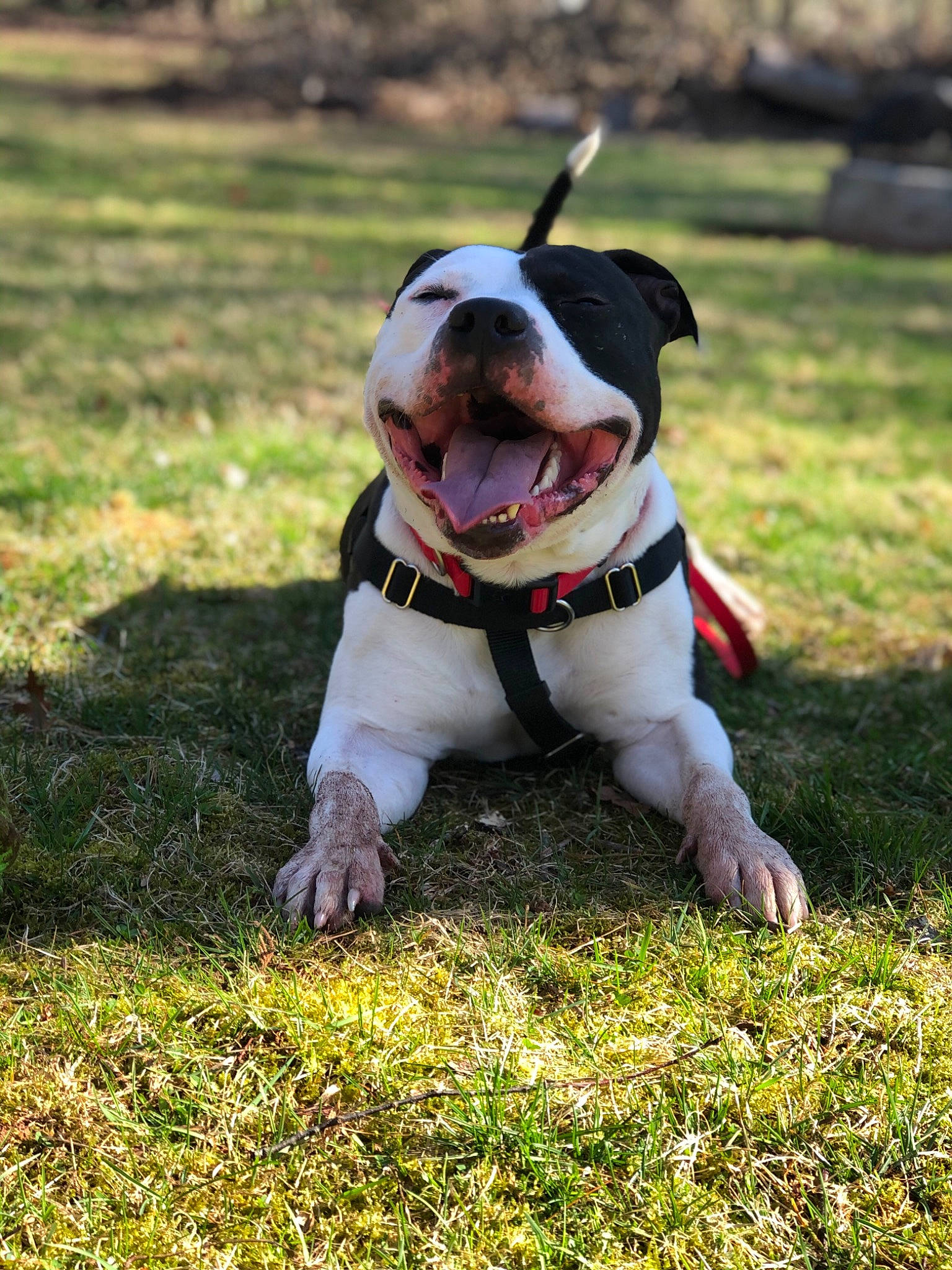 Gino is registered to the contest to win money with this photo: ball, carnivore, collar, companion_dog, dog, dog_breed, dog_clothes, dog_collar, dog_supply, eyewear, fawn, grass, happy, leash, plant, snout, sporting_group, sunglasses, toy_dog, vision_care