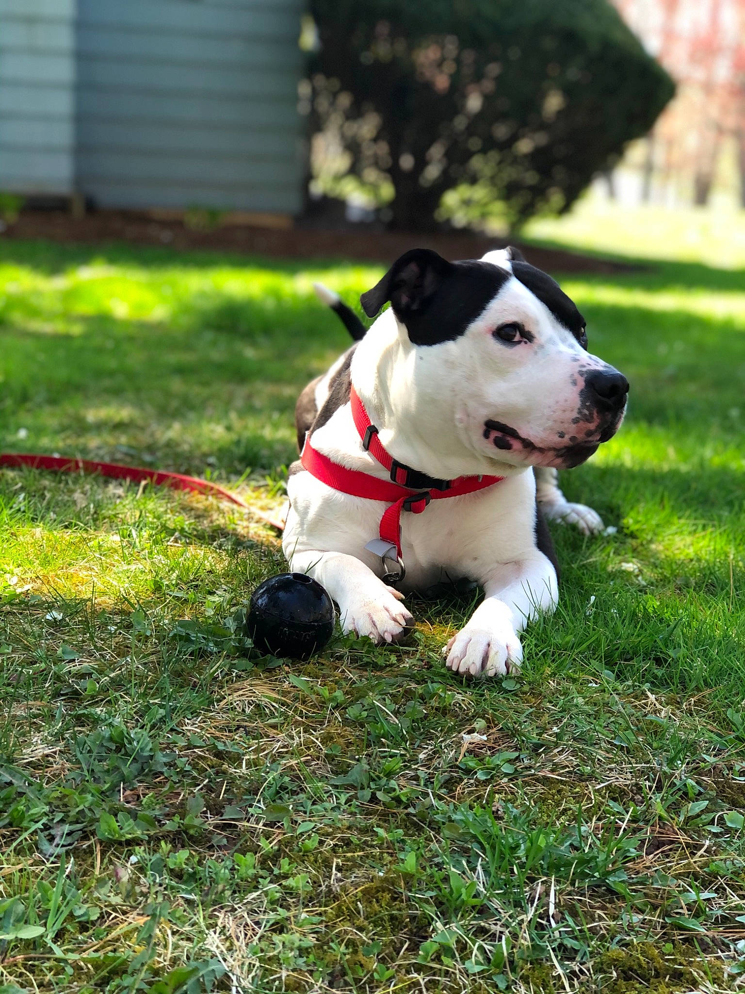 Gino joined the competition — help win amazing prizes! canidae, carnivore, collar, companion_dog, dog, dog_breed, dog_collar, dog_supply, grass, pet_supply, plant, shrub, snout, soccer_ball, sporting_group, tail, tree, working_animal, working_dog, yard