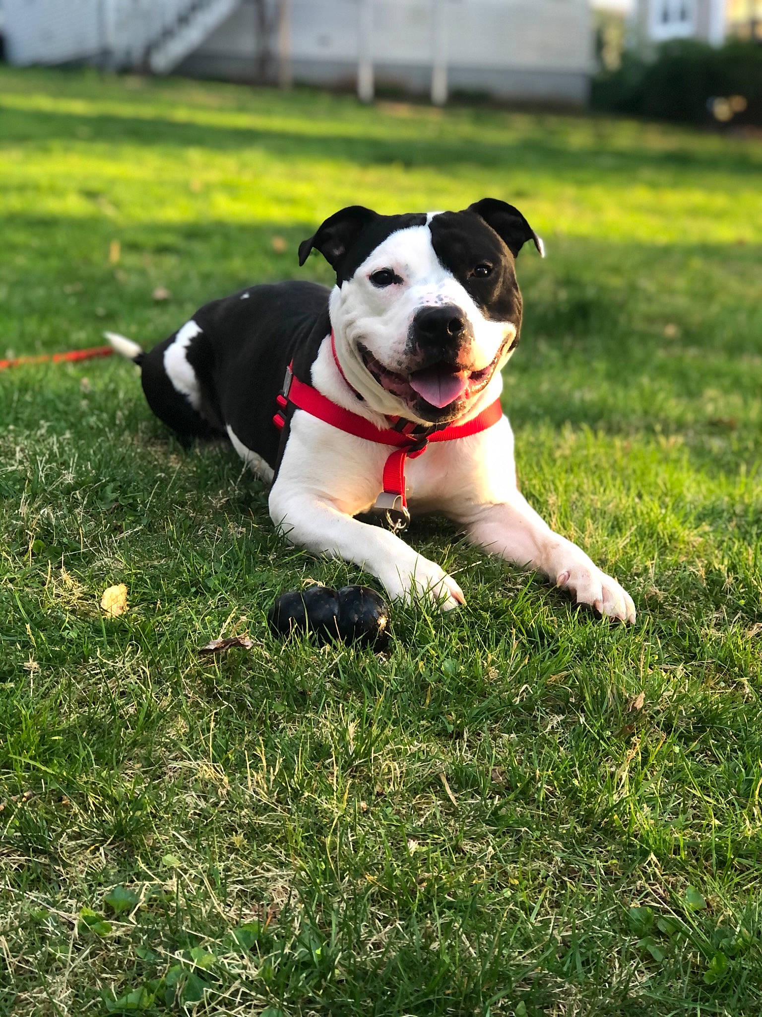 Gino is registered to the contest to win money with this photo: ball, canidae, carnivore, collar, companion_dog, dog, dog_breed, dog_collar, dog_supply, fawn, grass, lawn, leash, pet_supply, plant, soccer_ball, sporting_group, sports_toy, tail, toy