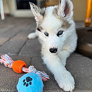 Paolo is registered to the contest to win money with this photo: puppy, dog, husky, blue_eyes, toy, rope_toy, tennis_ball, paw, outdoor, patio, stone_floor, cute, fluffy, pet, animal, young_dog, playful, close_up, focus, relaxed