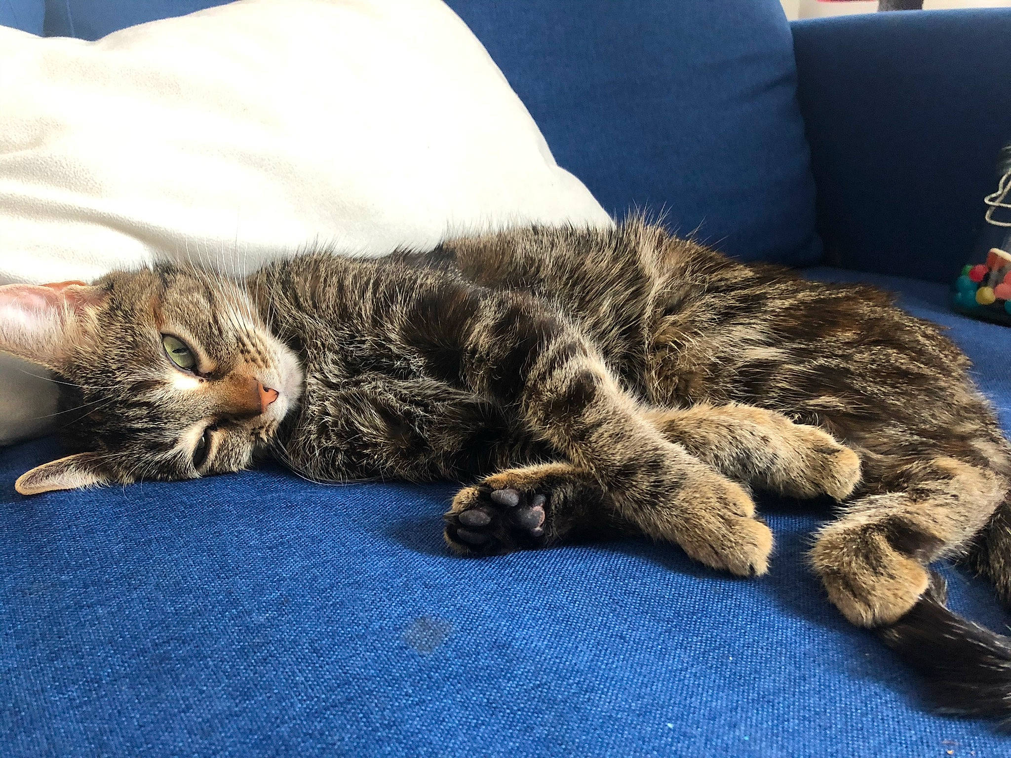 Ola participe au concours pour gagner de l'argent avec cette photo : carnivore, cat, claw, comfort, couch, domestic_short_haired_cat, felidae, fur, grey, nap, paw, sleep, small_to_medium_sized_cats, tail, whiskers, wood