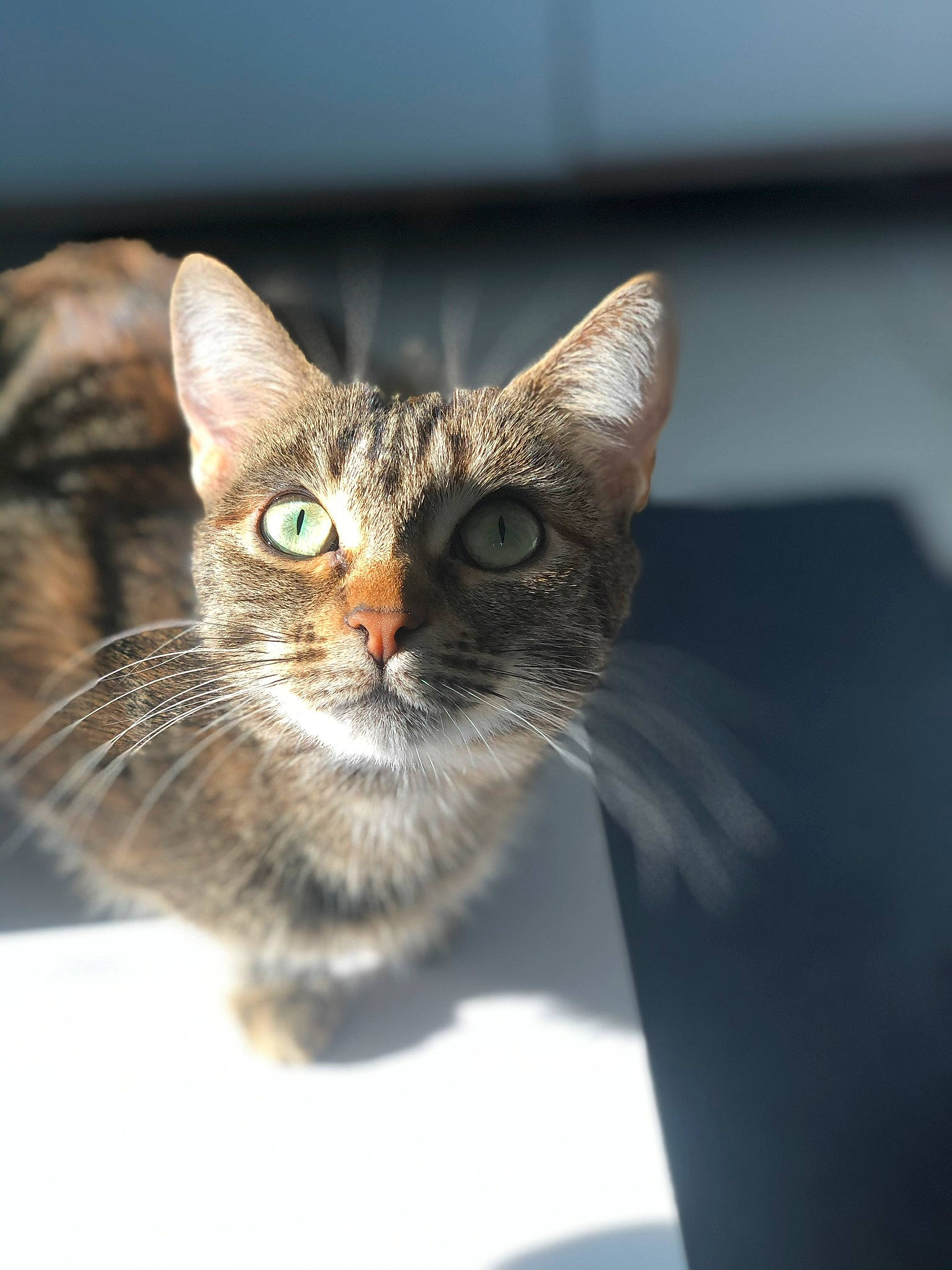 Ola a rejoint le concours — aidez-le/la à gagner de superbes lots ! carnivore, cat, collar, domestic_short_haired_cat, ear, felidae, fur, small_to_medium_sized_cats, snout, terrestrial_animal, whiskers, wildlife, window